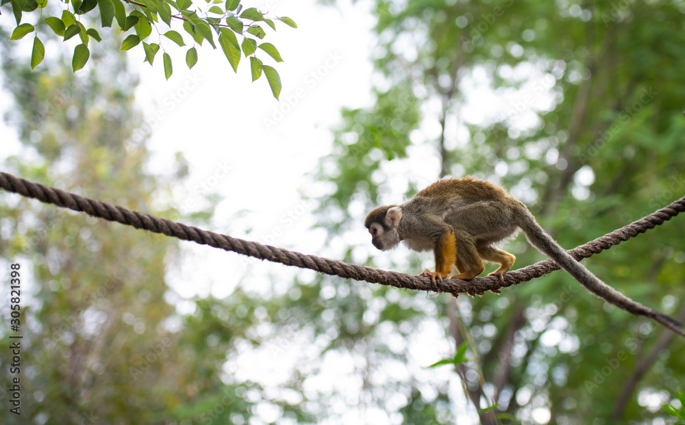 Young Squirrel Monkey Playing on Rope