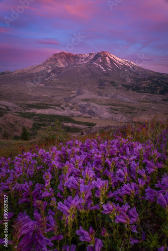 Mt St Helens Wildflowers © Riley Smith Photos
