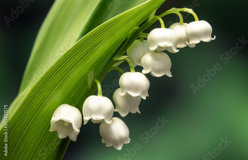 lily of the valley