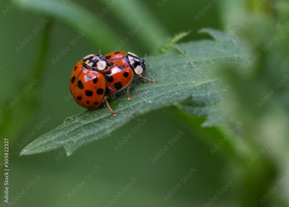 Coccinelles en train de copuler sur une feuille Coccinelles en train de copuler sur une feuille