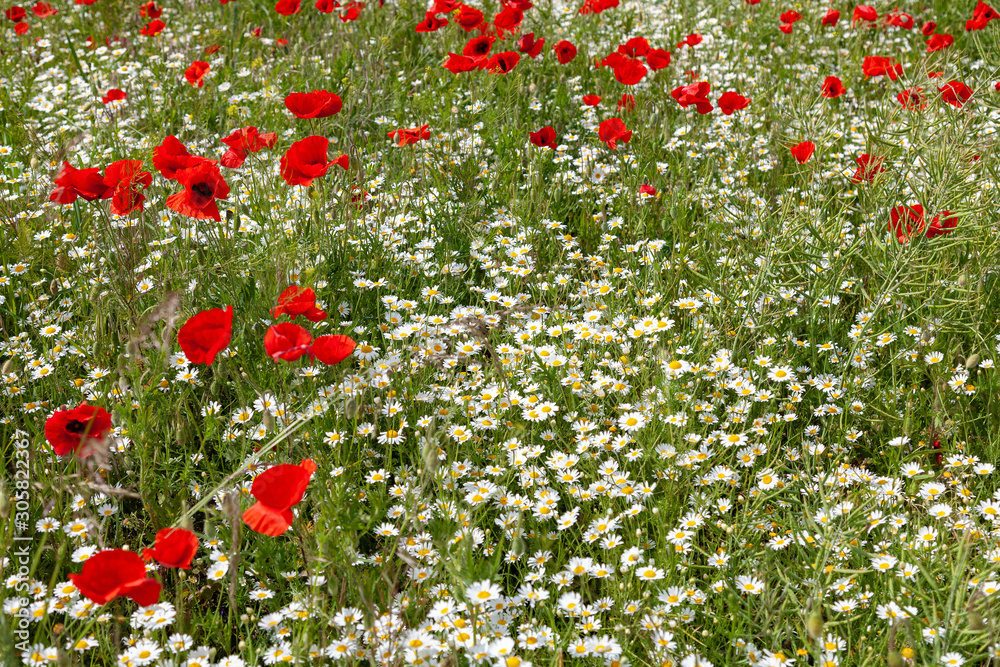 Background image - red poppies and white daisies grow in the meadow