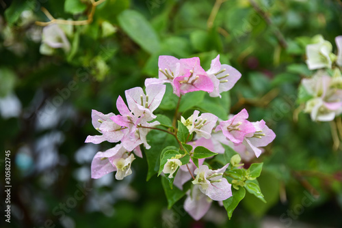 pink flowers in garden