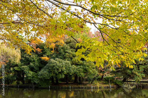 (東京都ｰ風景)木々が紅葉する公園の風景５