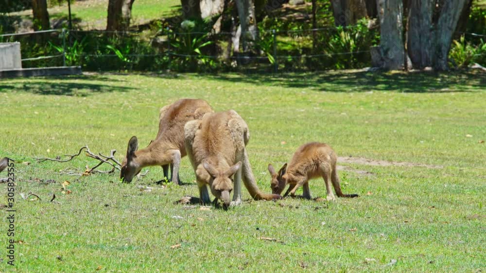 Three kangaroo's sitting on a lane eating grass and washing themselves Three kangaroo's sitting on a lane eating grass and washing themselves
