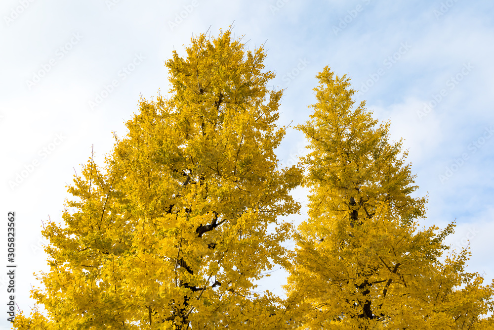 (東京都ｰ風景)石神井公園のイチョウの木２