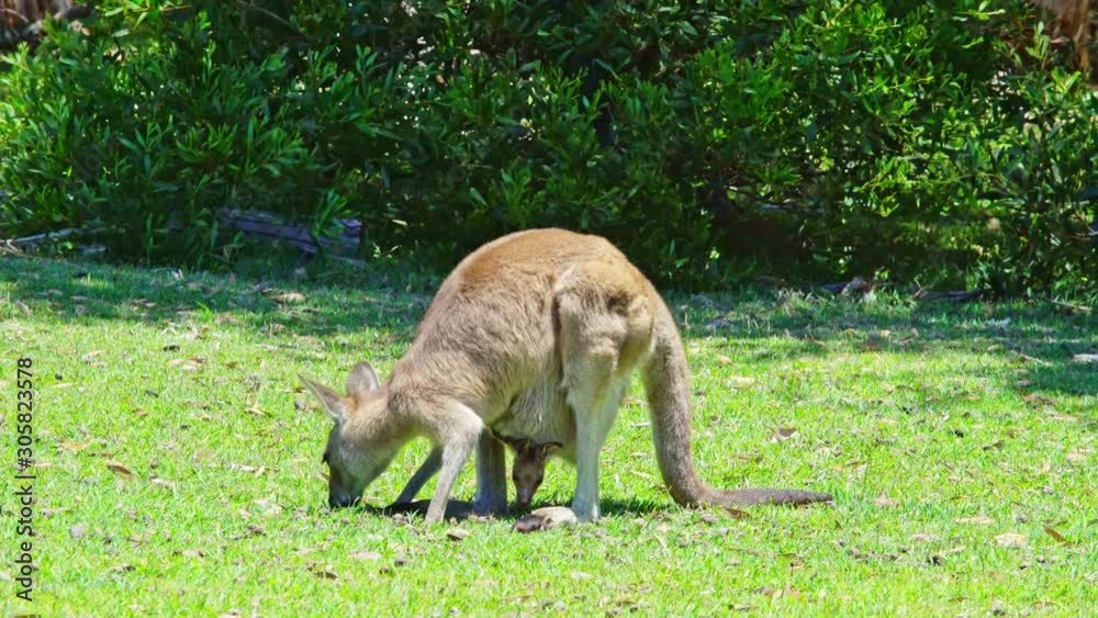 Kangaroo mother with baby in her pouch togehter eating grass in Australia Kangaroo mother with baby in her pouch togehter eating grass in Australia