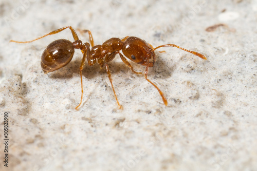 Photography Red Imported Fire Ant, Solenopsis invicta