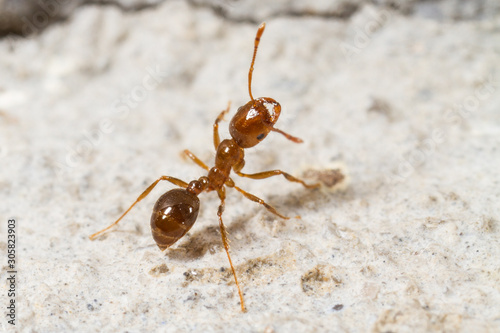 Red Imported Fire Ant, Solenopsis invicta photo