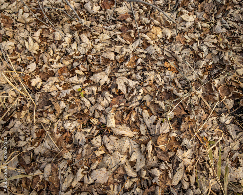 dried leaves dried leaves