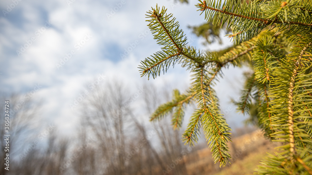Naklejka premium pine tree on background of blue sky