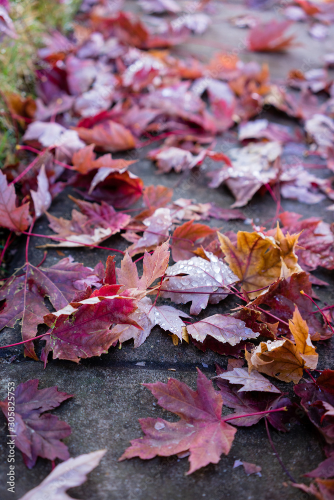 Deep red autumn leaves on the ground. Deep red autumn leaves on the ground.