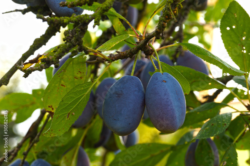 Summer in the orchard. Branch of a plum tree with lots of fruit.