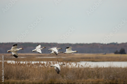 A group of snow geese flying in sync - Chen caerulescens