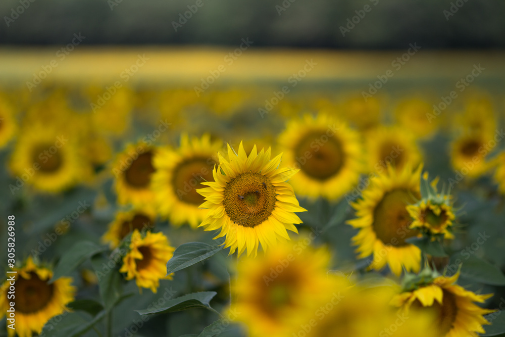 Fototapeta premium Champs de tournesols en été