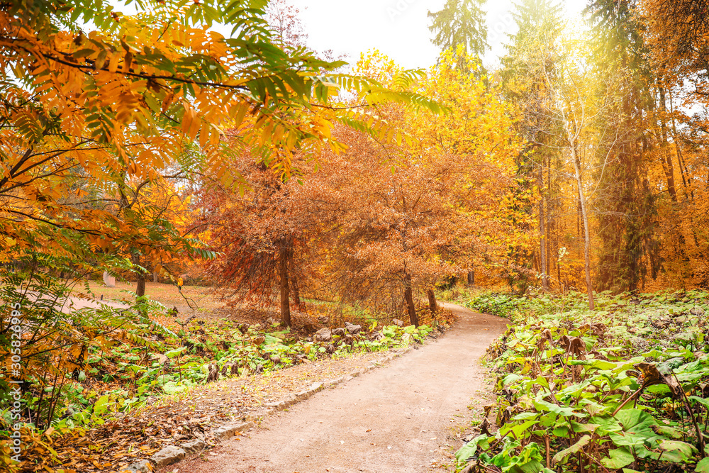 Fototapeta premium Widok na piękny park jesienią