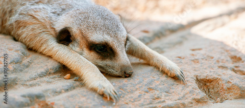 Foto Adorable meerkat outside in nature during the day.