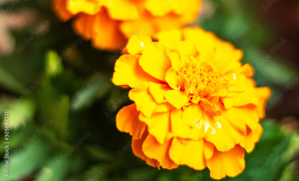 yellow flower yellow flower
