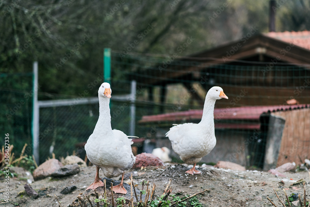 Obraz premium Two white geese in a zoo. Farm birds