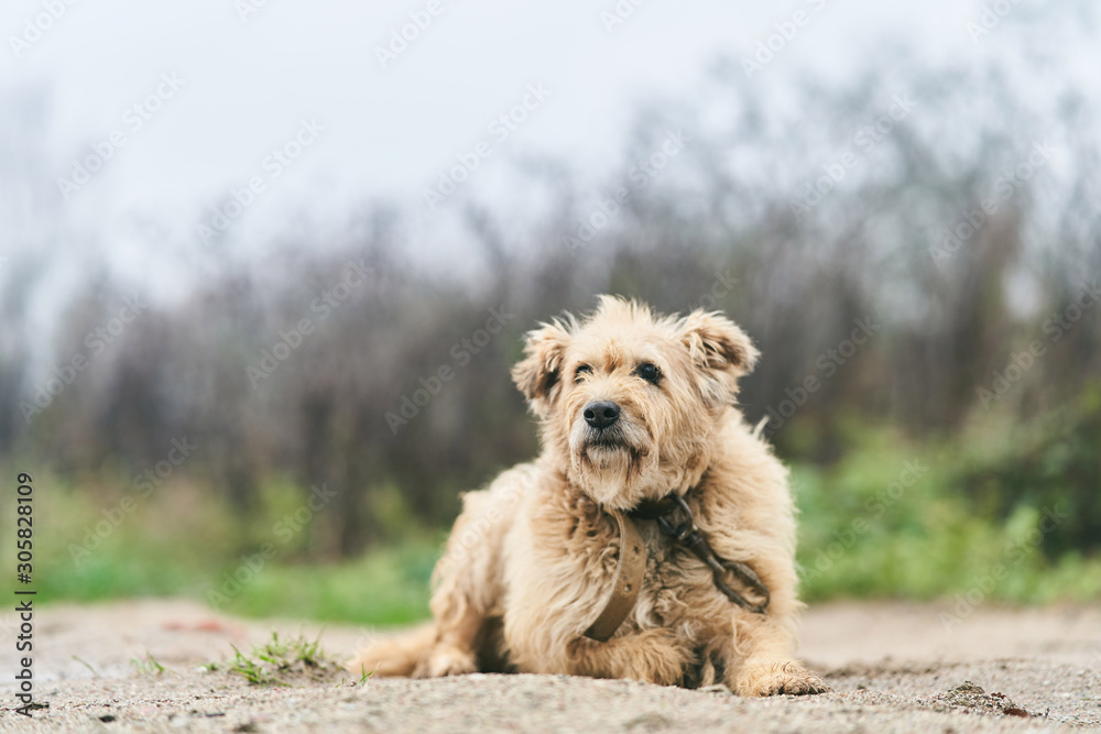 Old groomed a dog. Dog on a chain Old groomed a dog. Dog on a chain