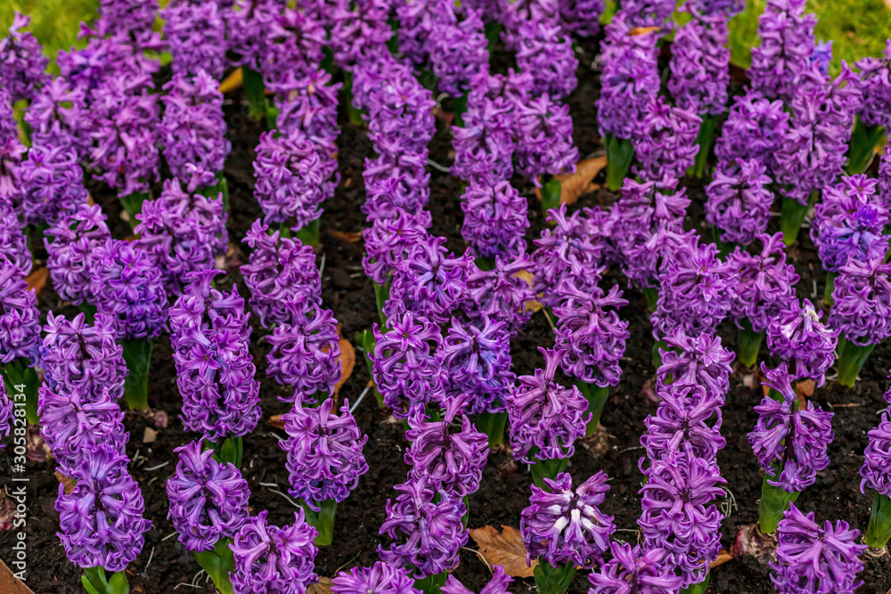 Flowerbed of violet hyacinths in garden Flowerbed of violet hyacinths in garden