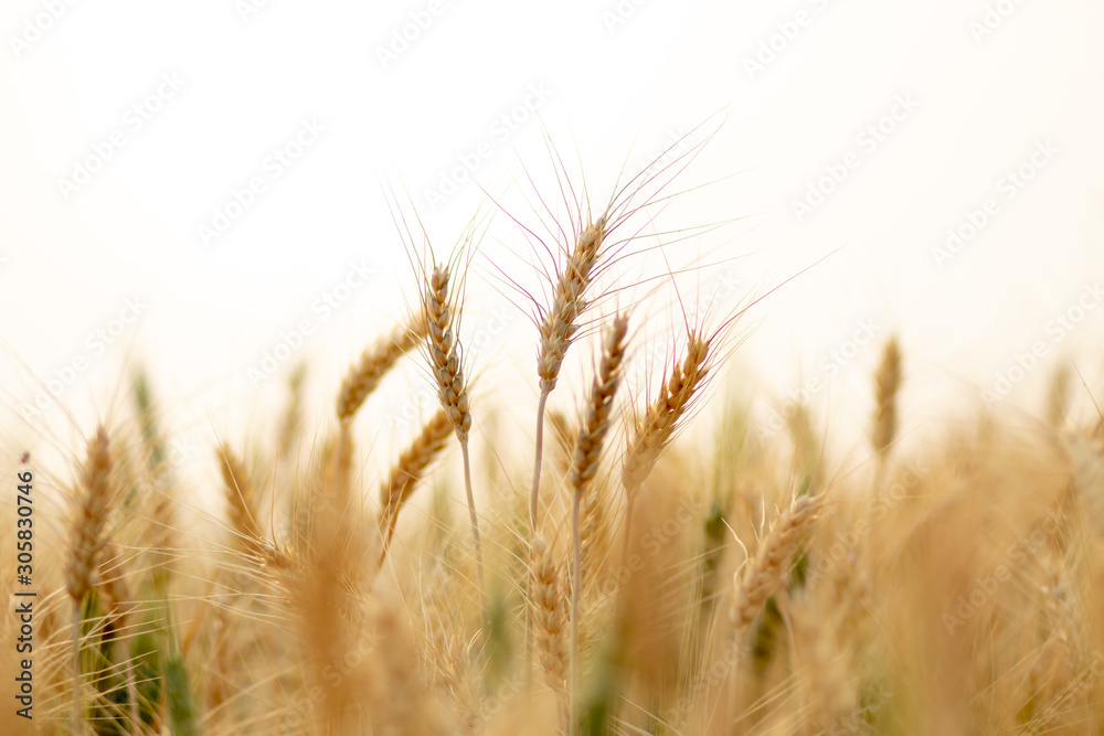 Wheat crop field. Ears of golden wheat close up. Ripening ears of wheat field background. Rich harvest Concept.