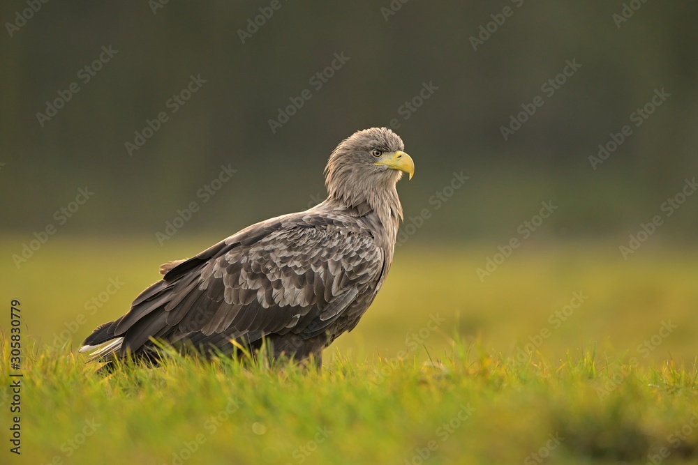 White-tailed eagle (Haliaeetus albicilla) , sunset , Poland White-tailed eagle (Haliaeetus albicilla) , sunset , Poland