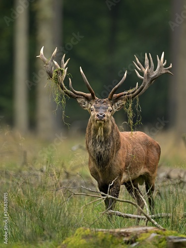 King of the kings, Red deer ( Cervus elaphus ) , Denmark