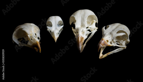 Photography Bird skulls on a dark background