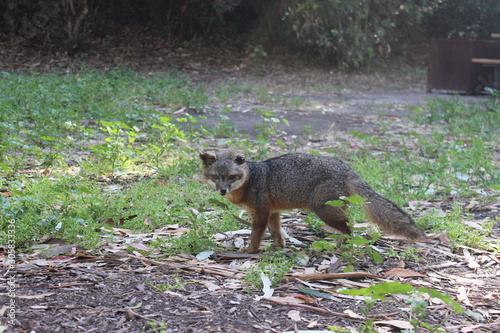 Catalina Island Fox