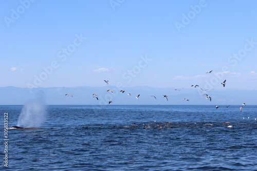 Birds Chasing Whale Spout
