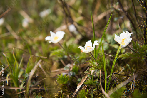 Wallpaper Mural White flowers in grass, shallow depth of field Torontodigital.ca