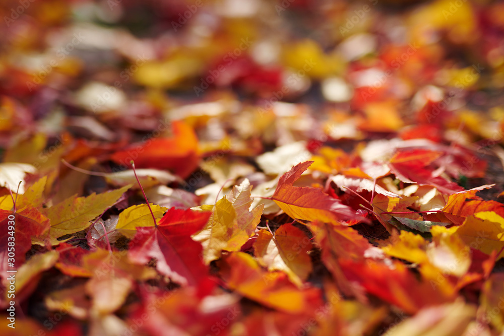 The beautiful autumn leaves scenic The beautiful autumn leaves scenic