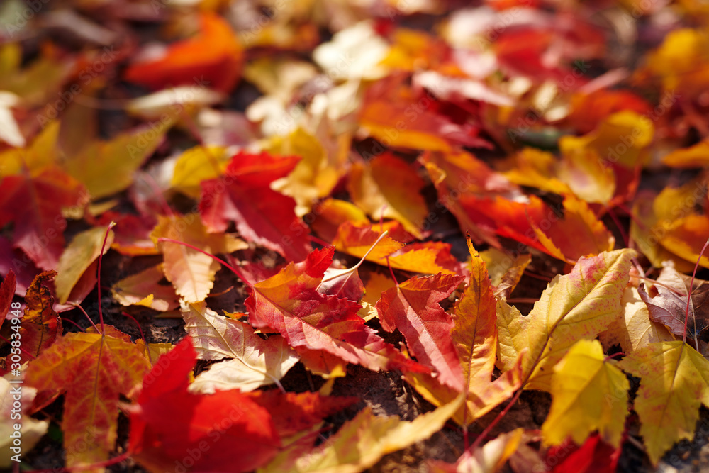 The beautiful autumn leaves scenic The beautiful autumn leaves scenic
