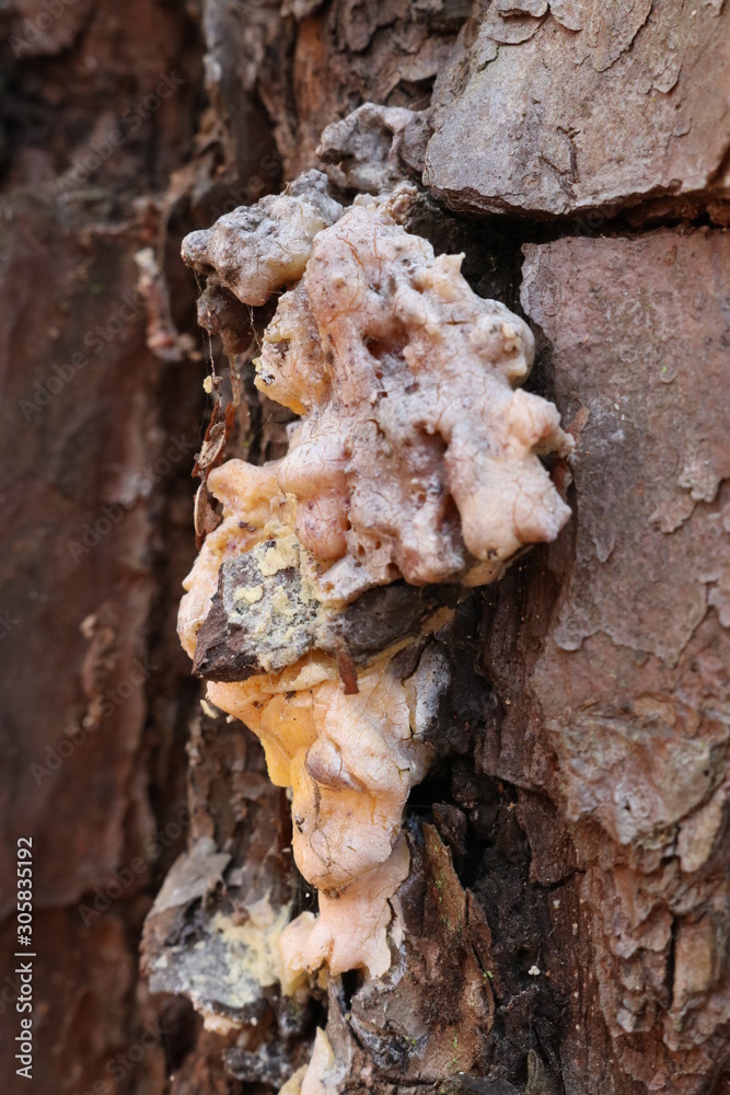 fungus on some tree bark