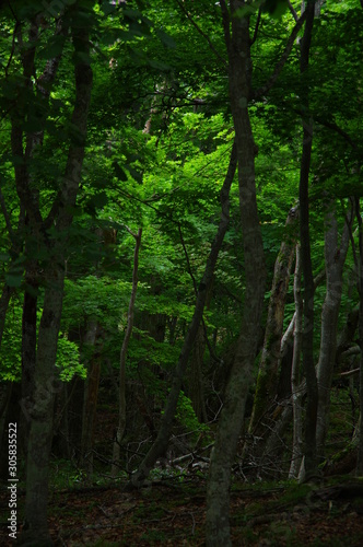 深い森の緑の輝き。北海道の原生林の光と影。