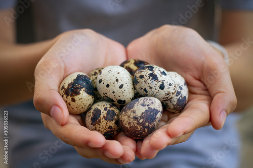 Fotografia Natural quail eggs in asian woman hands., , Selective focus.