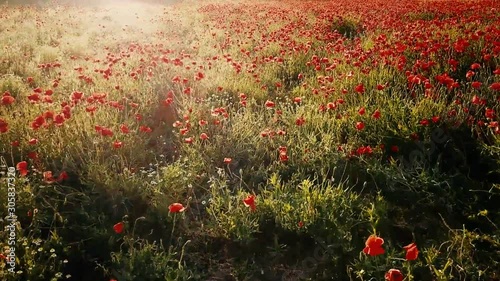 Flowers Field