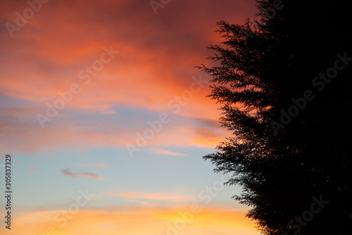 Sky at sunset behind pine tree