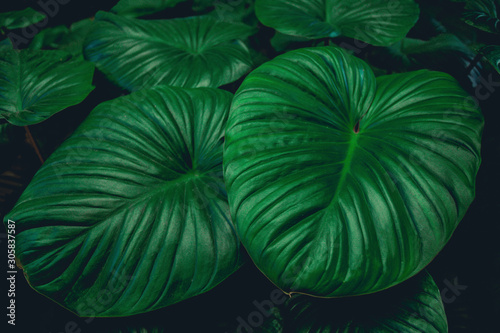 abstract green texture  nature background  tropical leaf