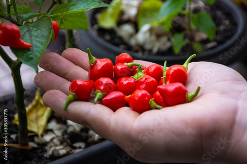 Pimentas biquinho na mão