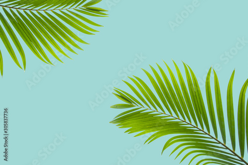 Natural palm leaf on pastel blue background  nature background