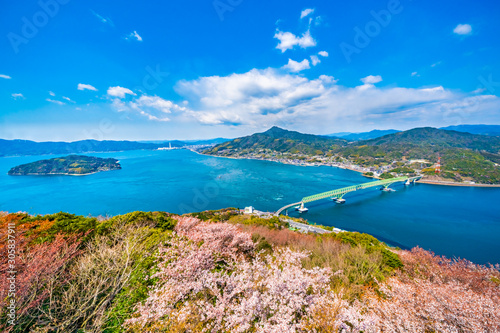 大島大橋と桜 © takusan