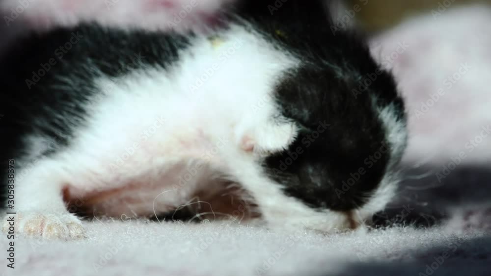 little cute newborn kitten walk on fabric fluffy. little cute newborn kitten walk on fabric fluffy.