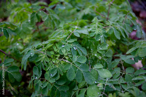 Wallpaper Mural 雨上がりの緑 Torontodigital.ca