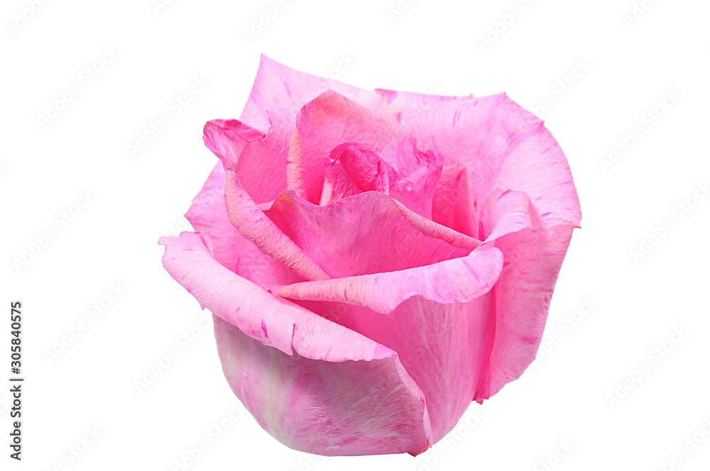 Pink rose, petals, marble pattern on white background Pink rose, petals, marble pattern on white background