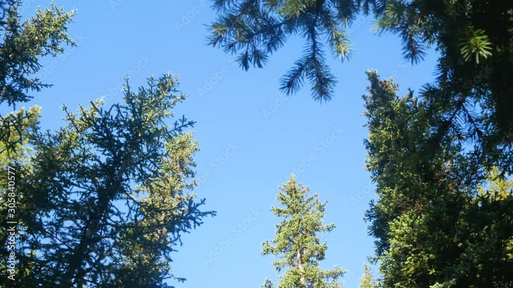Landscape view up to the sky while walking through under the pine tree forest with clear blue sky in background in Banff national park,Alberta,Canada Landscape view up to the sky while walking through under the pine tree forest with clear blue sky in background in Banff national park,Alberta,Canada