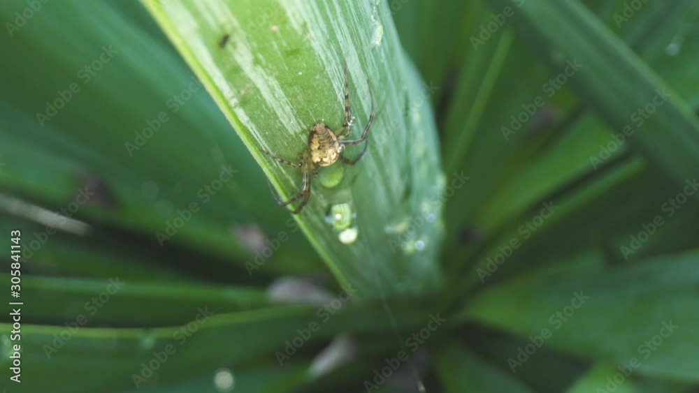 Macro close up of spider in cobweb
