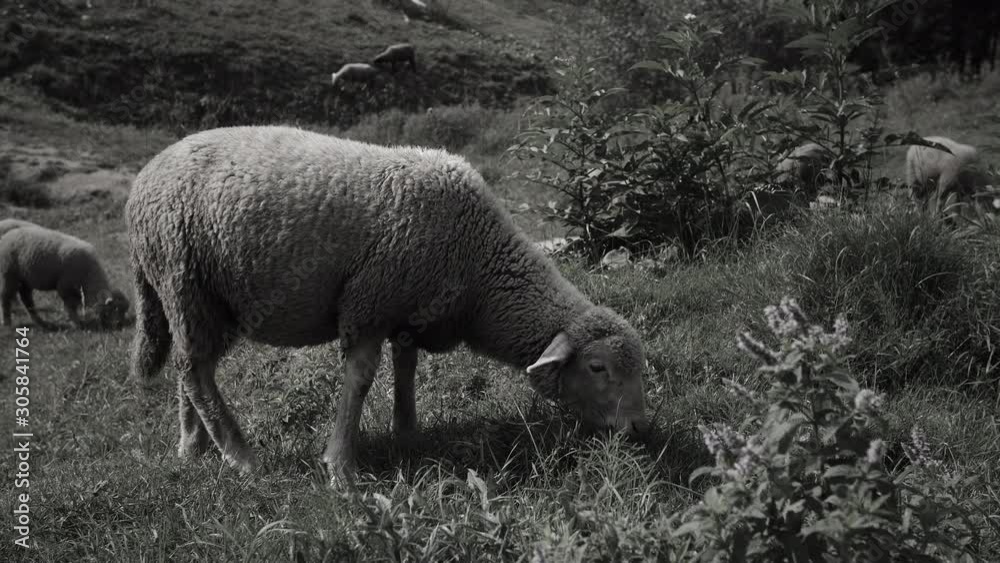 BW Sheep Eating Grass On Pasture Slow Motion 4k BW Sheep Eating Grass On Pasture Slow Motion 4k