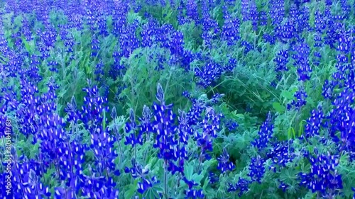 Flowers Field