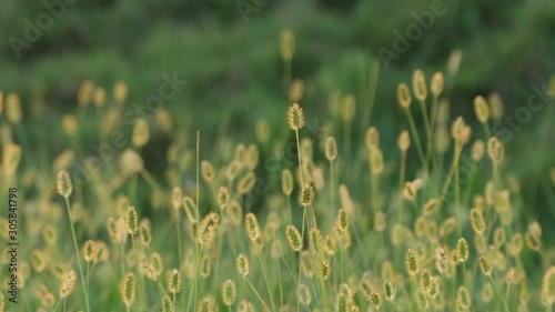 Flowers Field